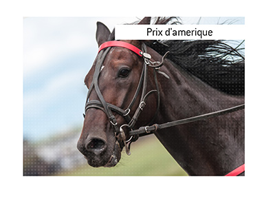 Prix d Amerique betting odds and event info.  In photo:  Closeup action shot of a black horse in the middle of a race.
